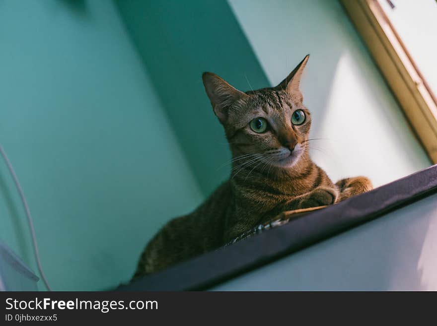 Close-up Photo of a Cat