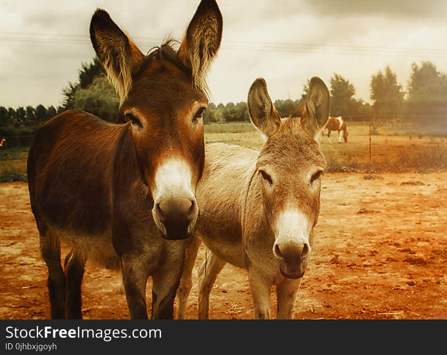 Two Brown Donkeys