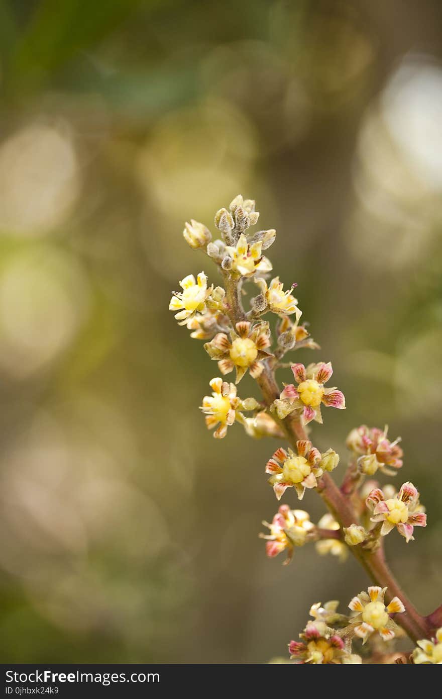 Shallow Focus Photography of Yellow and Pink Flowers