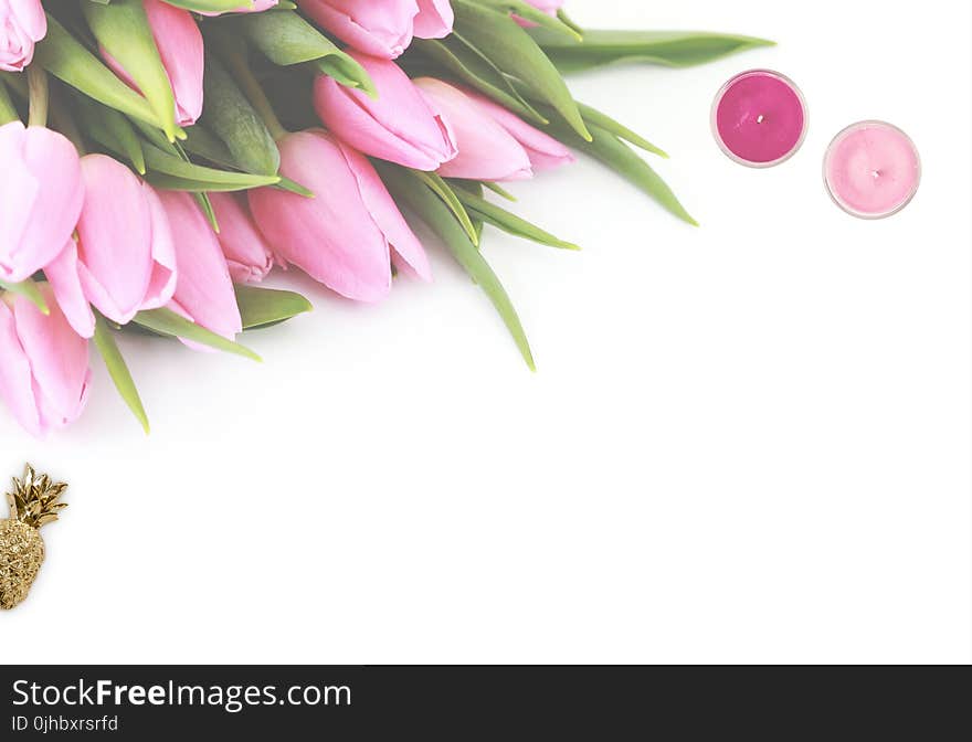 Pink Tulip Flowers With White Background