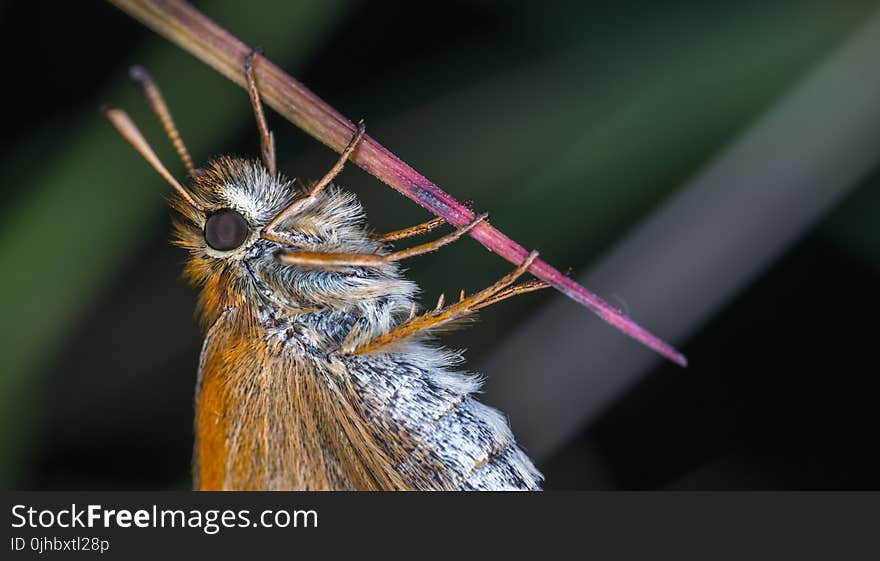 Macro Photography Of Brown Moth