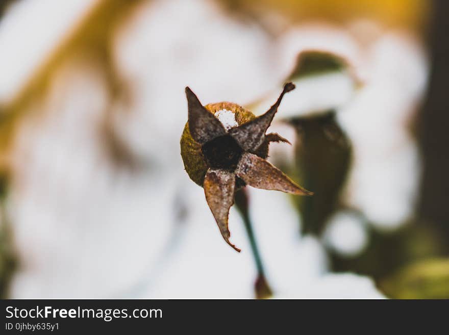 Macro Photography of Brown Withered Petaled Flower