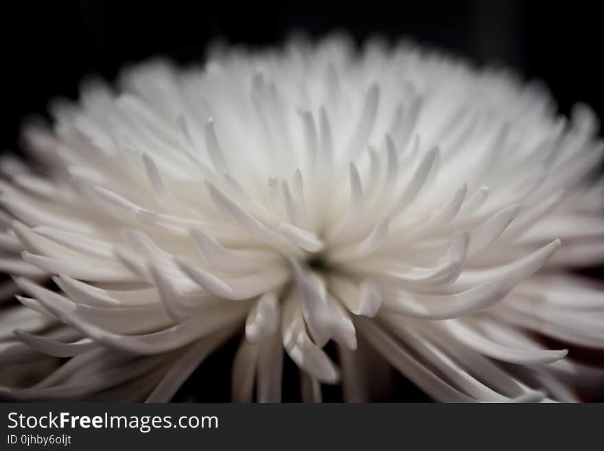 Selective Focus Photography of White Petaled Flower