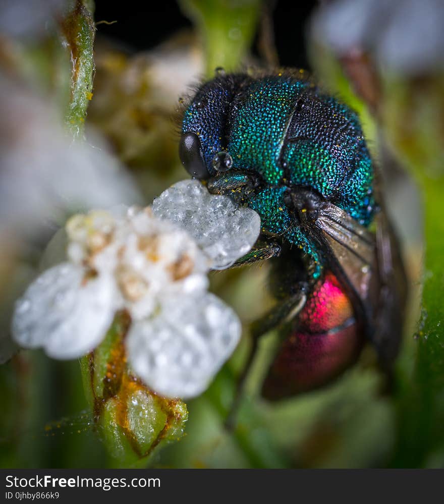 Blue and Red Cuckoo Wasp in Closeup Photo