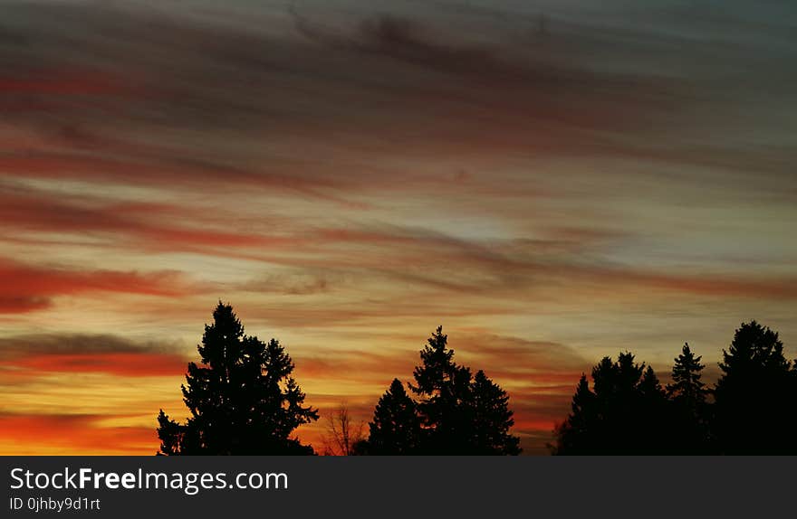 Silhouette Image of Trees Under Orange Clouds