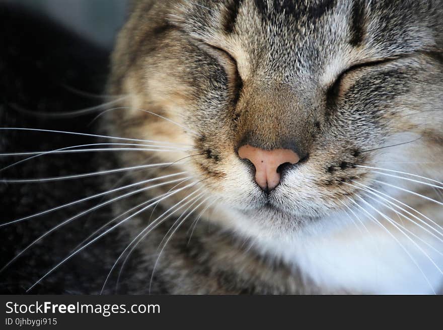 Close-Up Photography of a Cat Sleeping