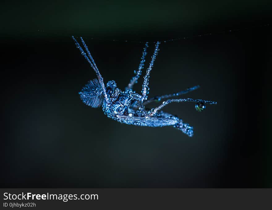 Macro Shot of Gray Crawling Insect