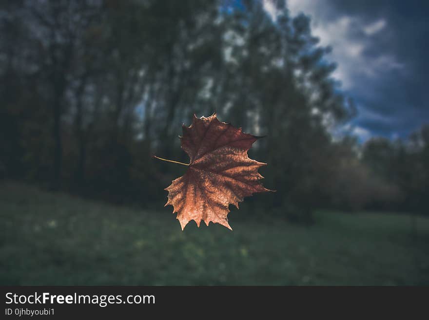 Brown Dried Leaf