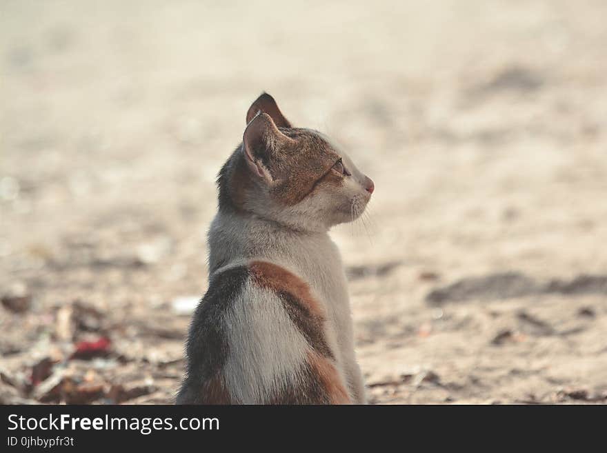 Short-coated Black Orange White Cat