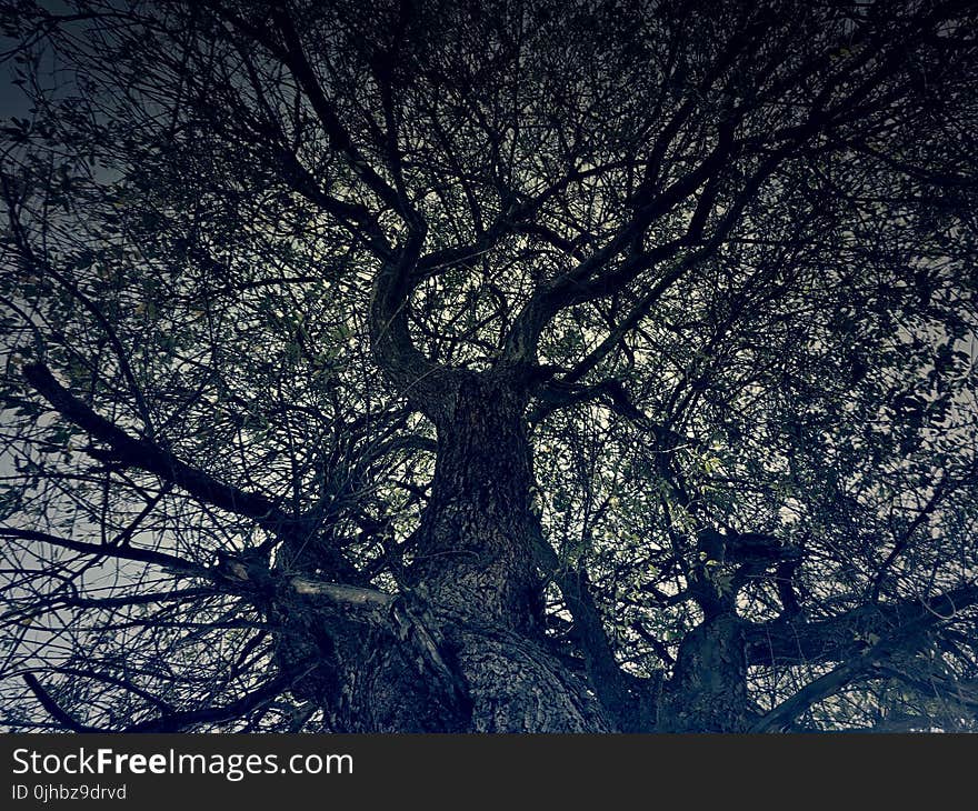 Tree Silhouette