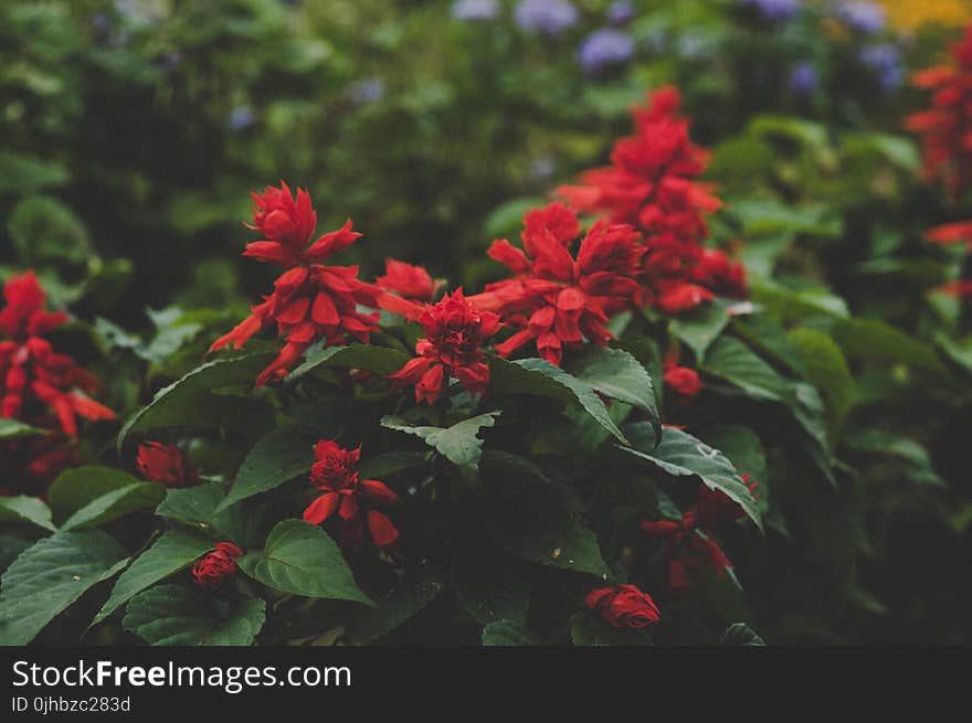 Selective Focus Photography of Red Petaled Flowers