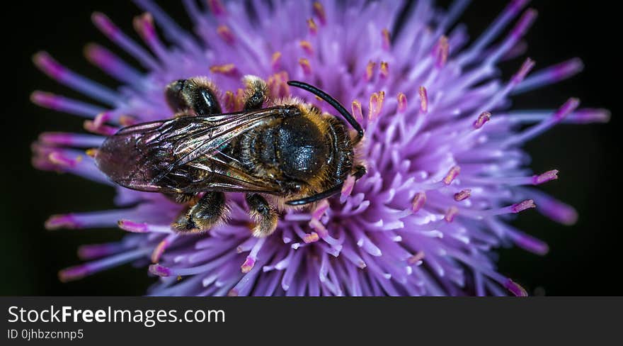 Black and Yellow Honey Bee on Purple Clustered Flower