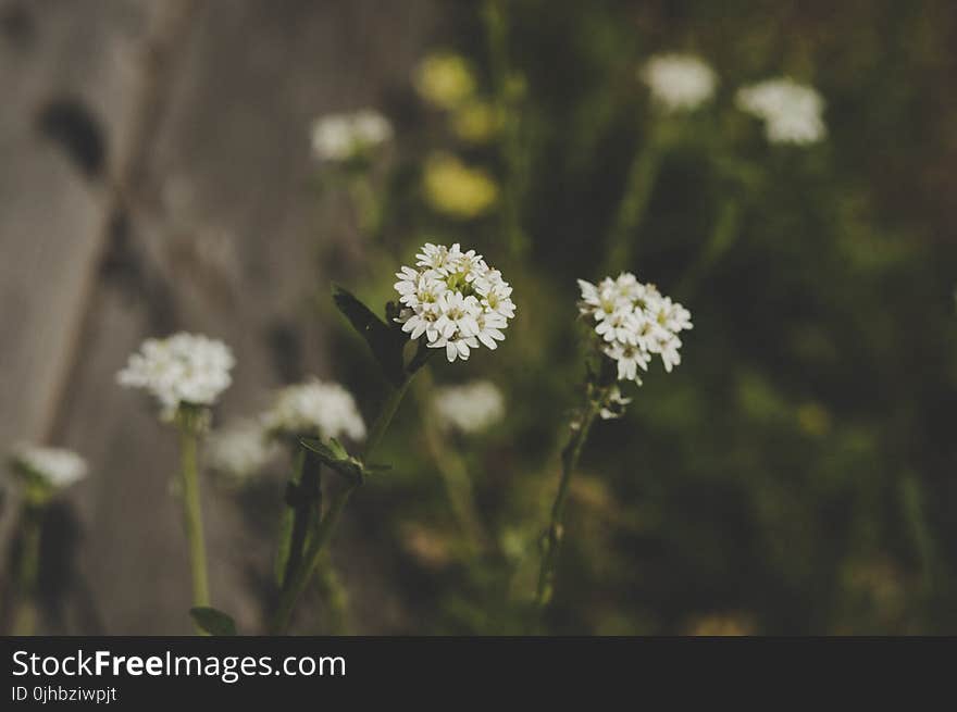 Close-up Photo of White Petaled Flowers at Daytime