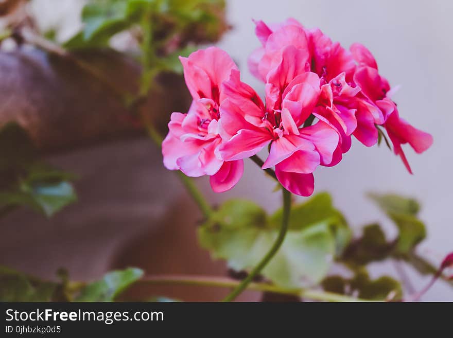 Pink Clustered Flower