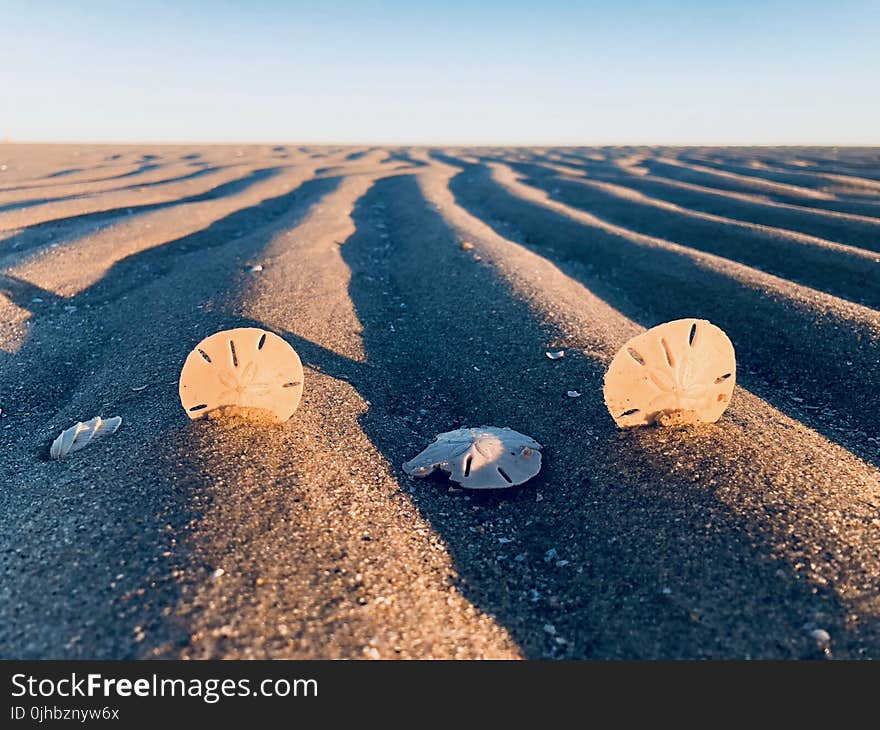 Three Sand Dollars on Sand