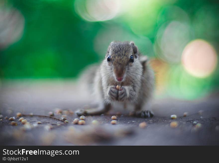 Selective Focus Photography of Gray Squirrel Holding Seeds