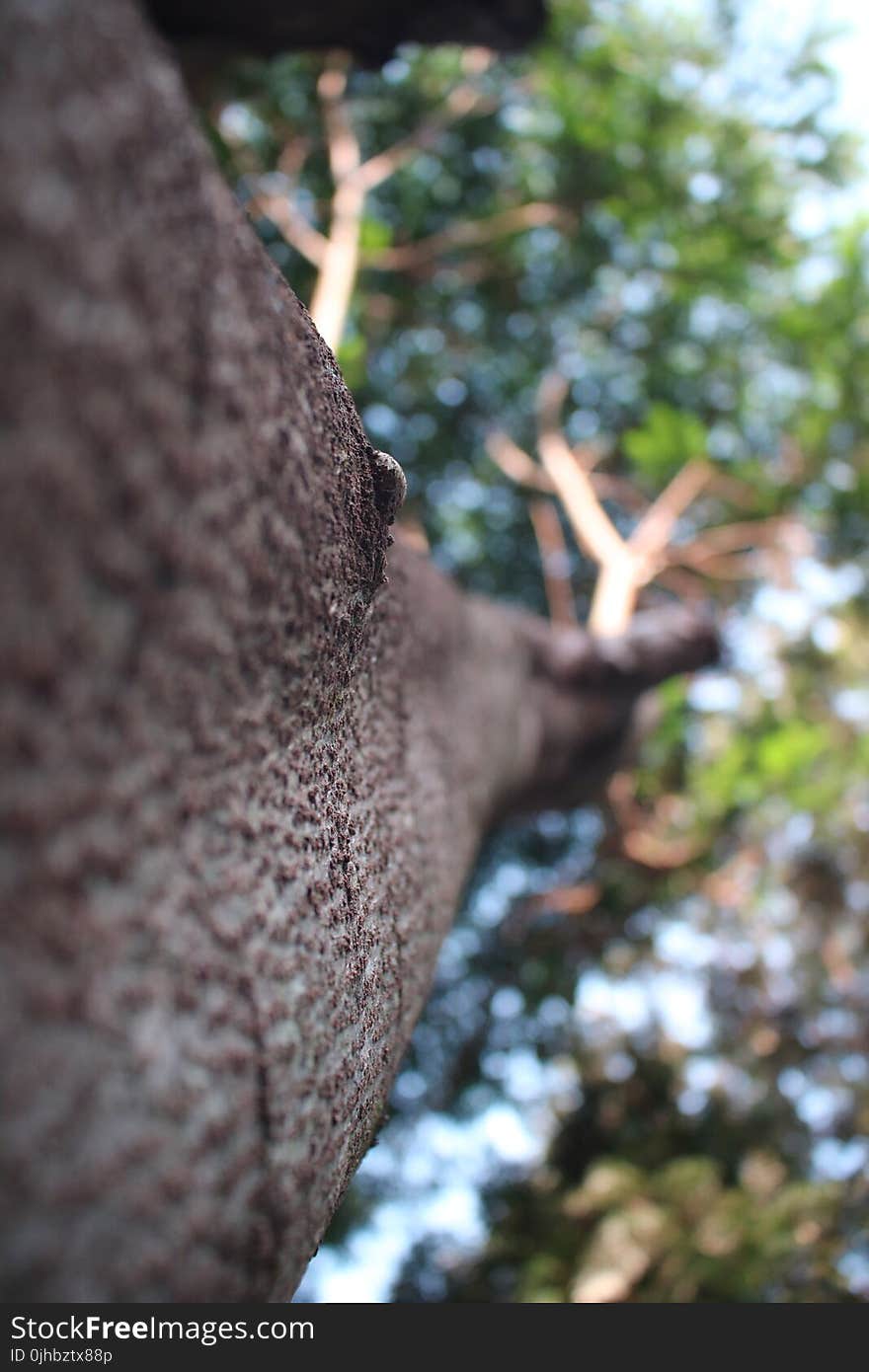 Macro Shot Photography of Brown Twigs