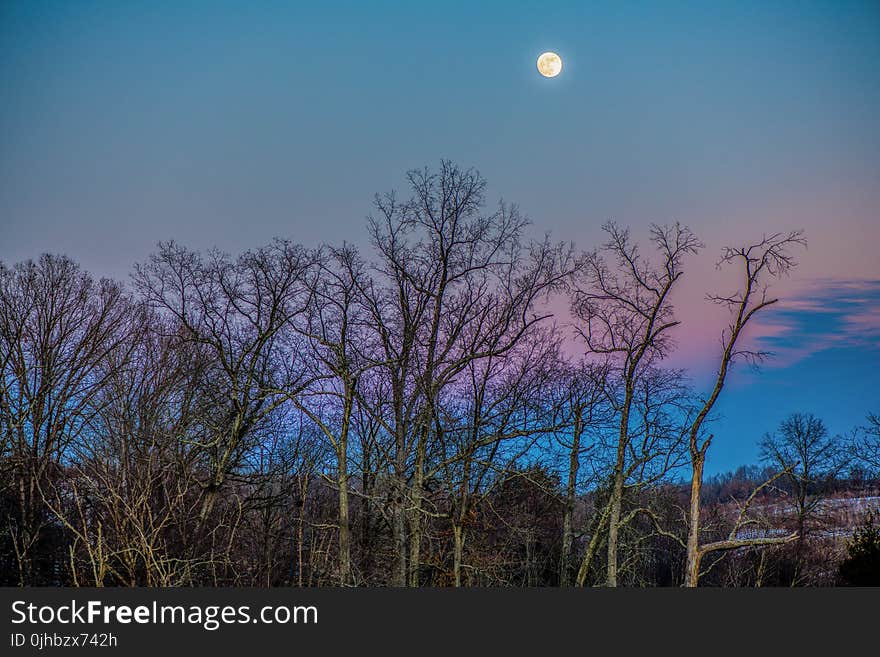 Brown Leave Less Tree during Sunset