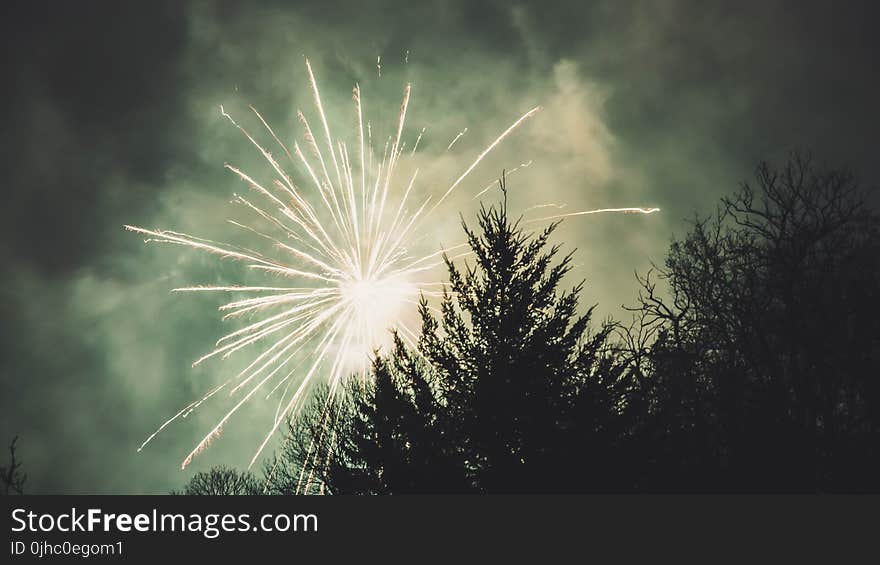 Fireworks Display Above Trees