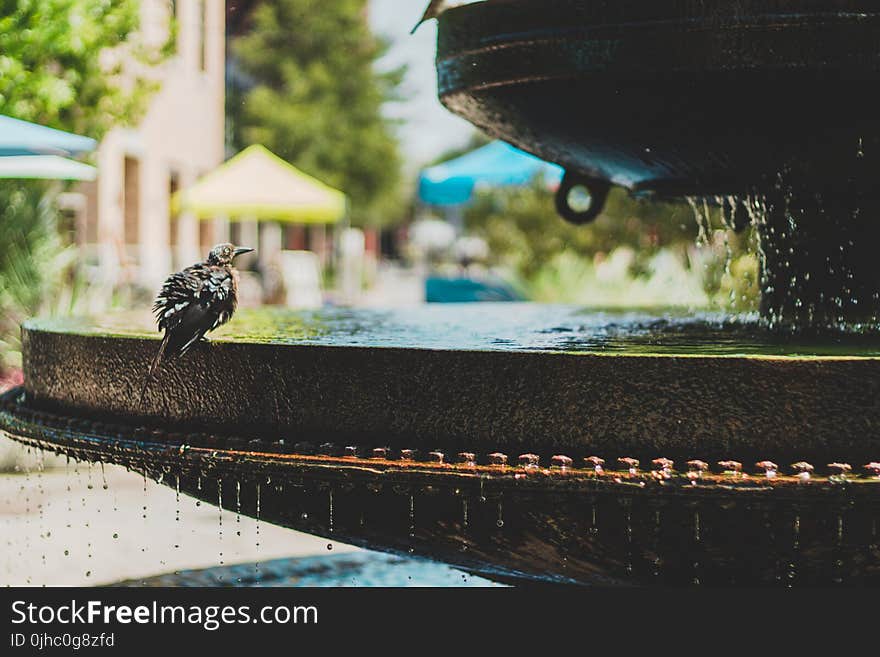 Bird on Birdbath