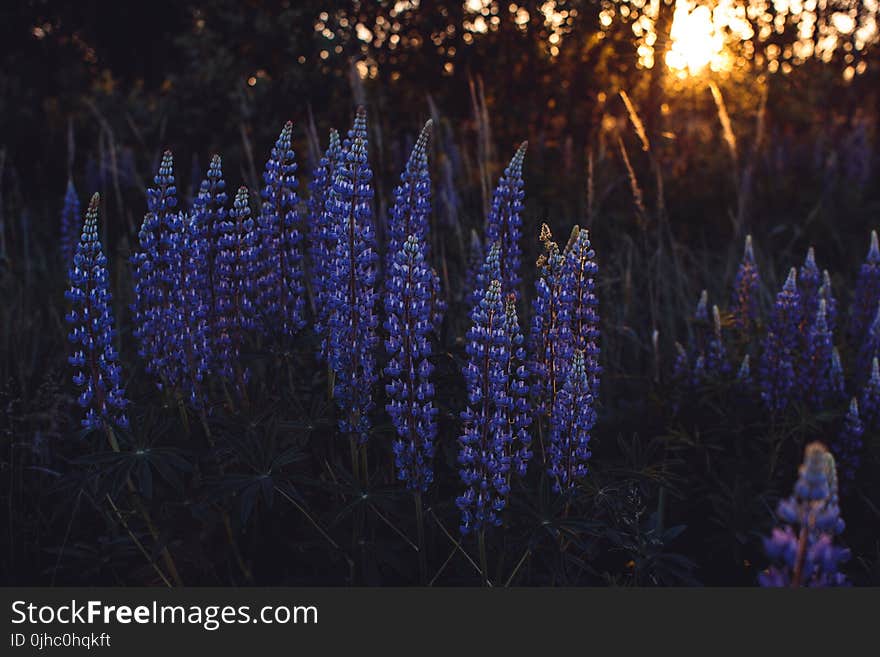 Purple Flower Plants Near Trees