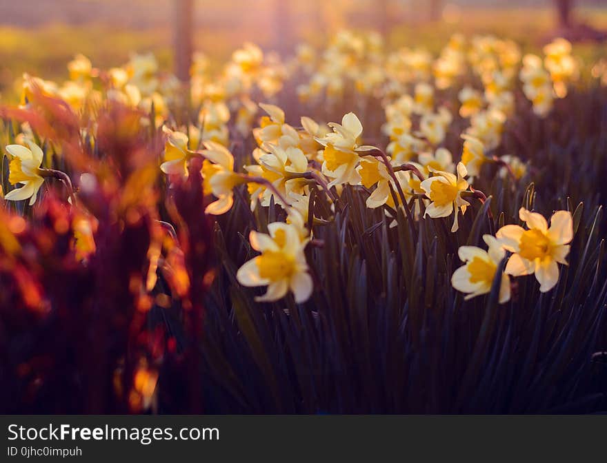 White and Yellow Petaled Flowers during Sunrise