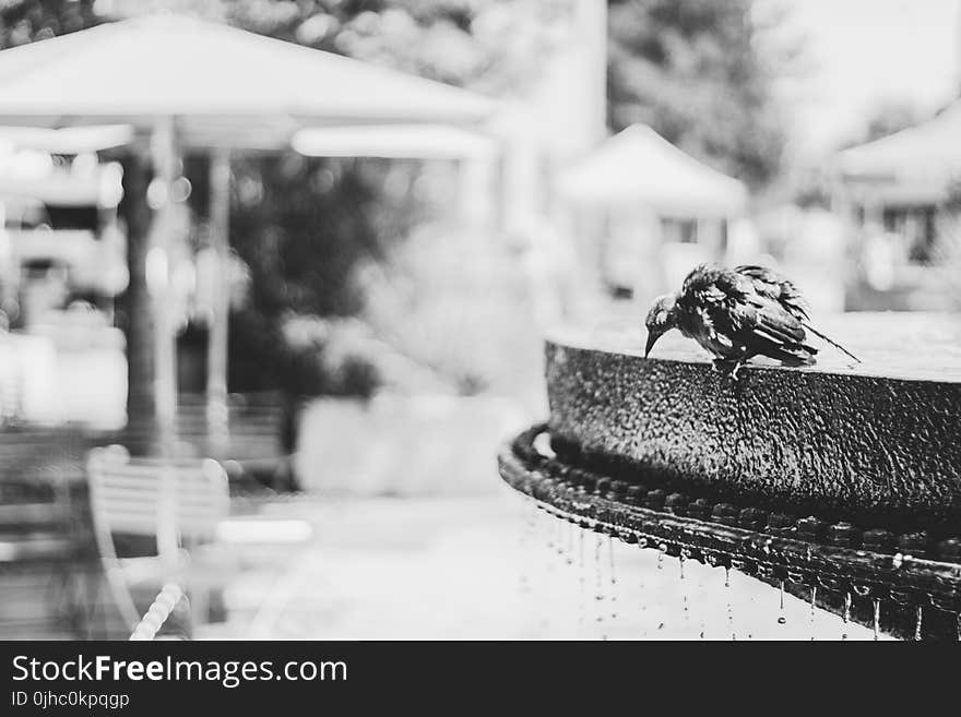 Grayscale Photo of Bird on Water Fountain