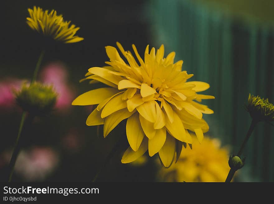 Shallow Focus Photography of Yellow Flowers