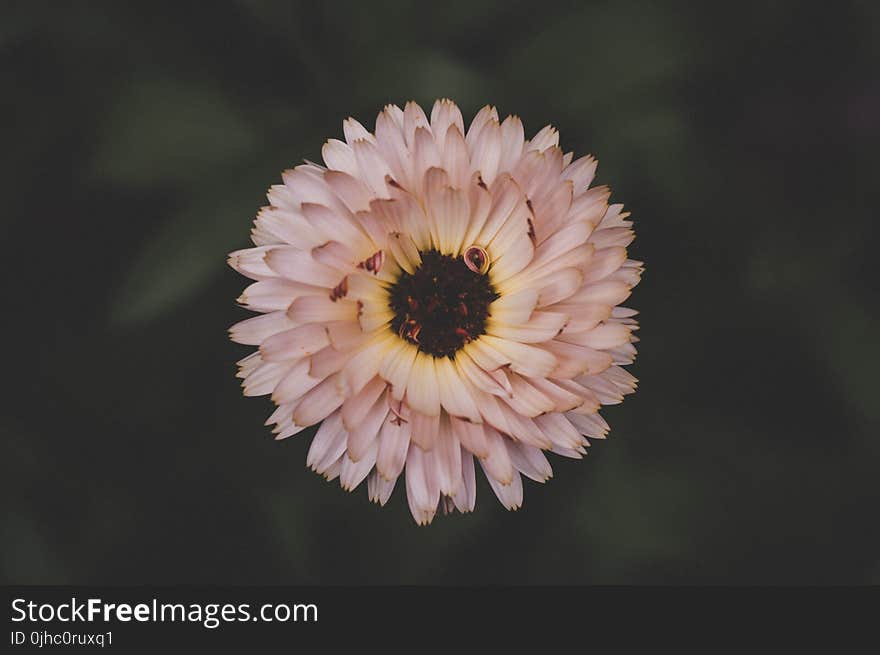 Pink Flower