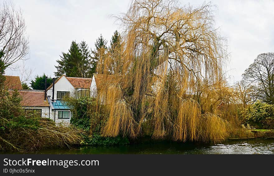 Body of Water Near Brown Tree and White and Pink House