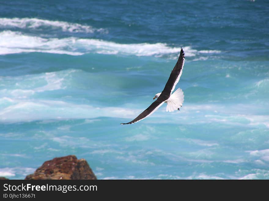 Time Lapse Photo of Soaring Bird Above the Sea