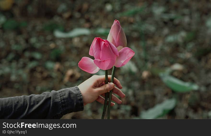 Shallow Photography on Pink Flowers