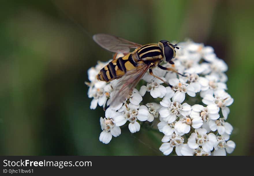 Macro Photography of Hoverfly on Flowers