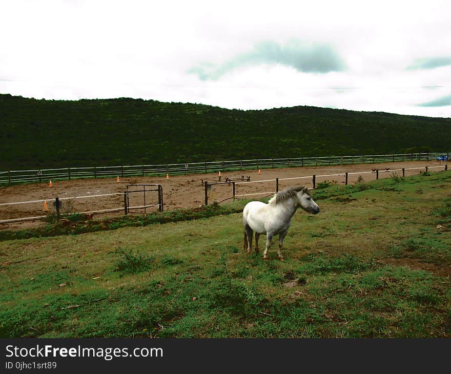 White Horse on Green Grass Field With Fence