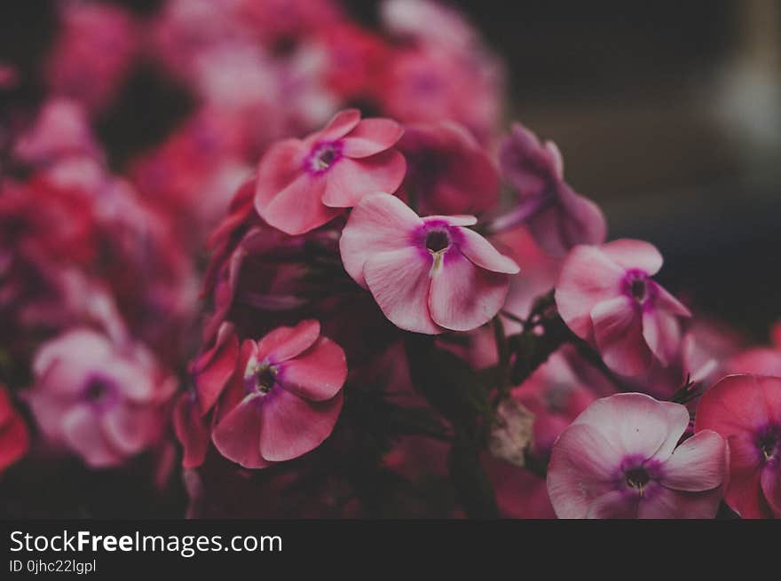 Close Up Photo of Red Petaled Flowers