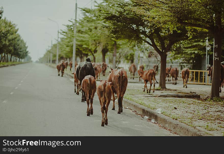 Brown and Black Cattle Walking on Street