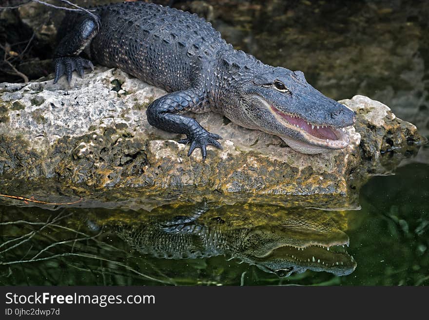 Selective Focus Photography of Crocodile