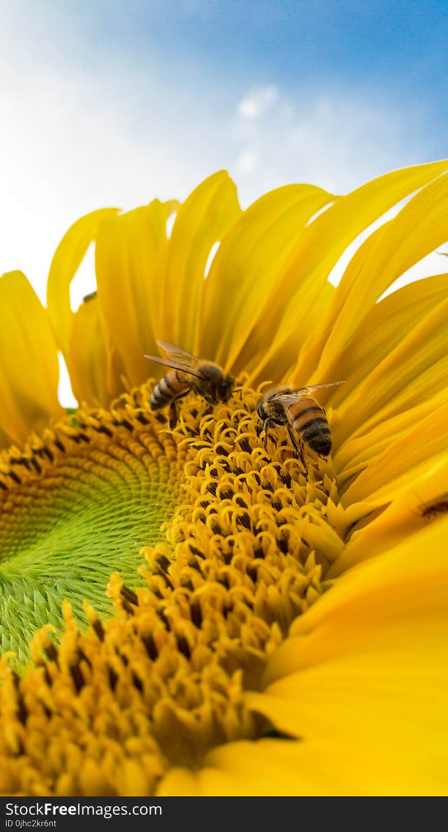 Macro Photo of Bumblebees on Yellow Sunflower