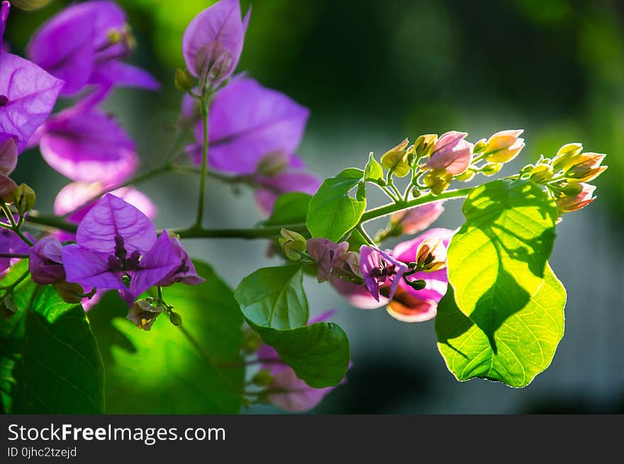 Selective Focus Photography of Purple Petaled Flowers