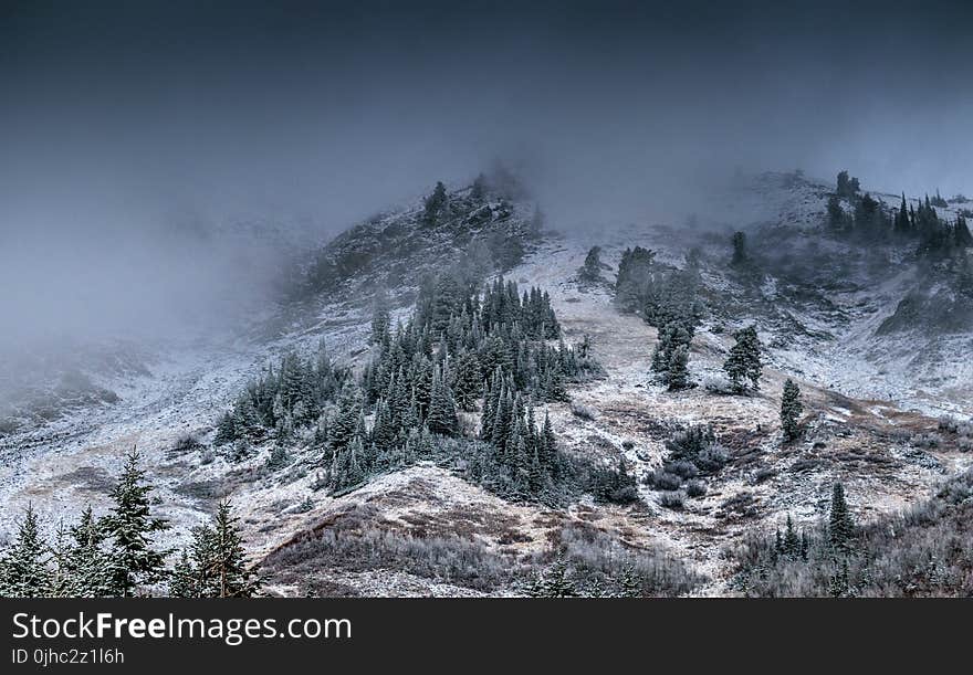 Foggy Mountain With Pine Trees