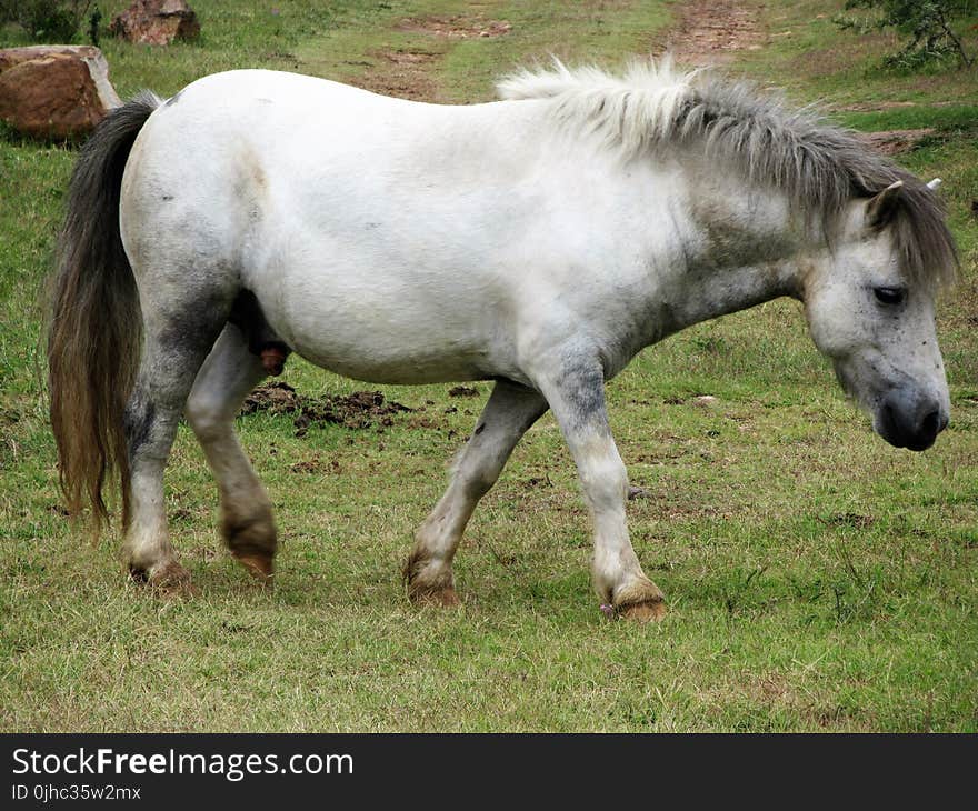 White and Grey Horse