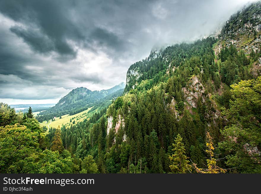 Aerial Photo of Forest