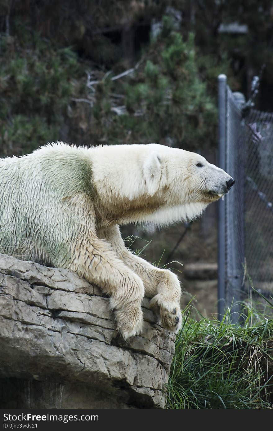 White Polar Bear