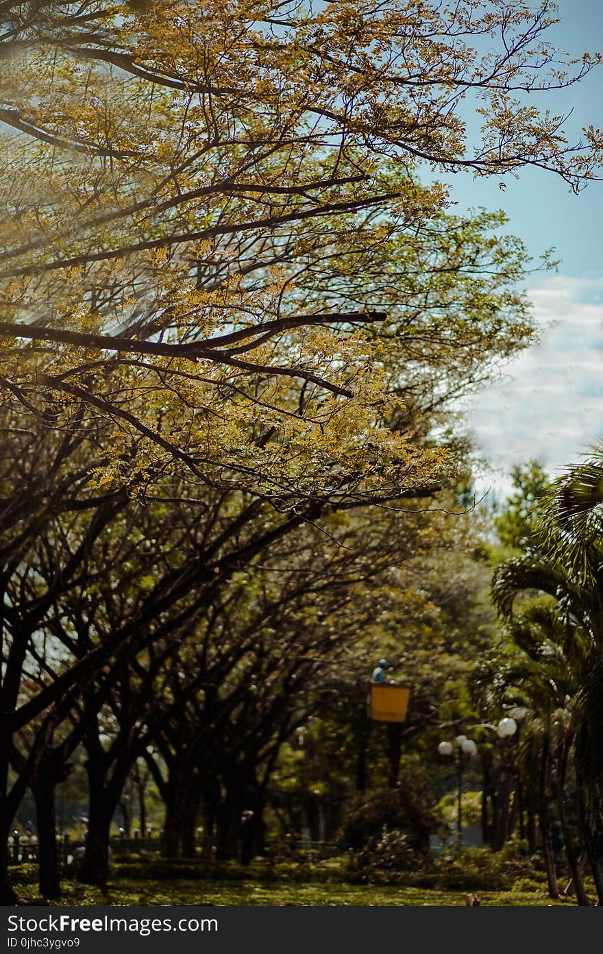 Brown Leafed Trees