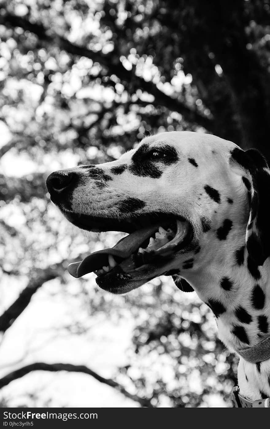 White and Black Dalmation