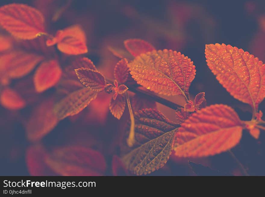 Shallow Focus Photo of Red and Brown Leaves