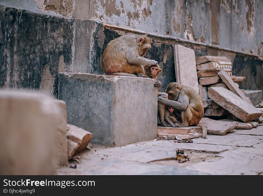 Three Brown Monkey Near Concrete Wall