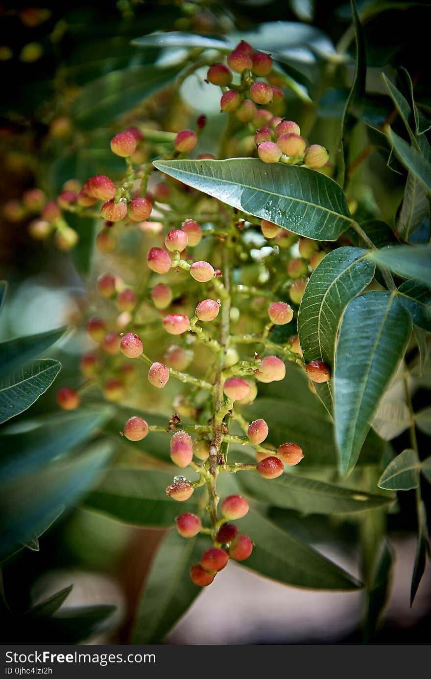 Round Red Fruits