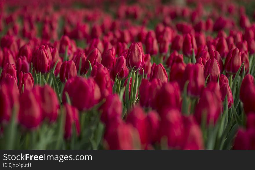 Red Tulip Flower Field Close-up Photo