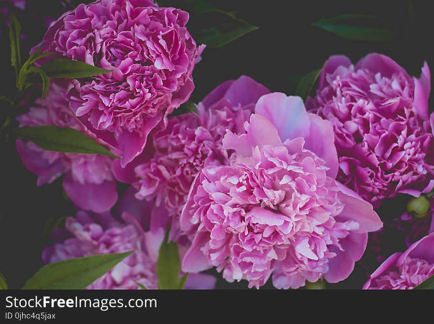 Pink Petaled Flower